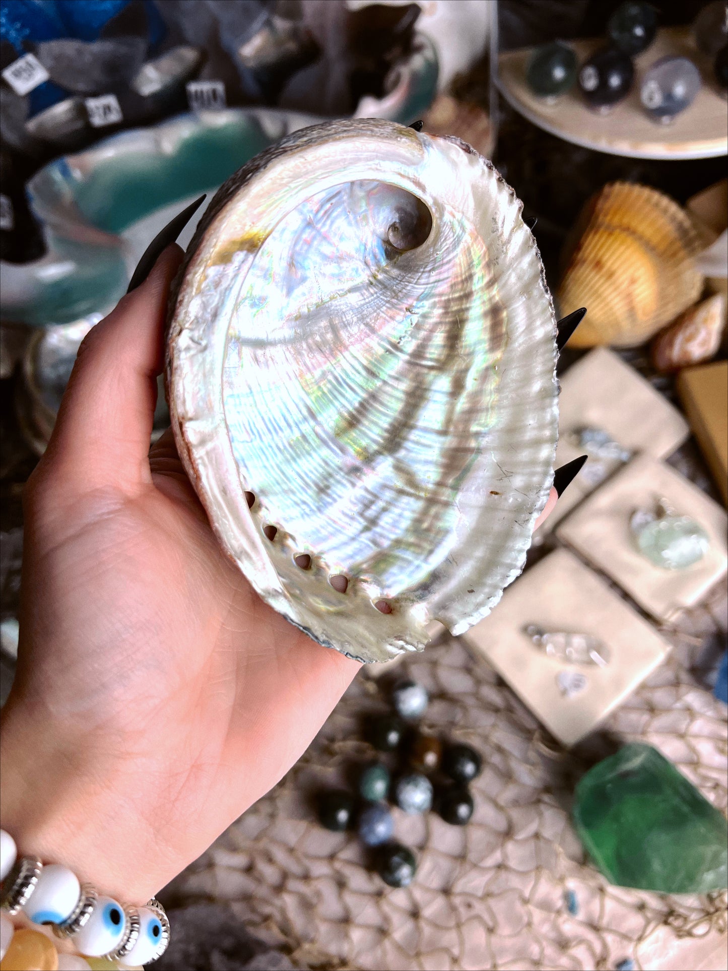 Abalone Shells